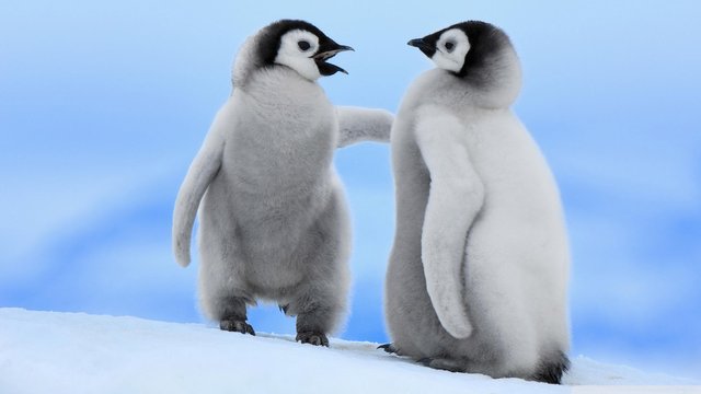 baby_penguins_2-wallpaper-1920x1080.jpg