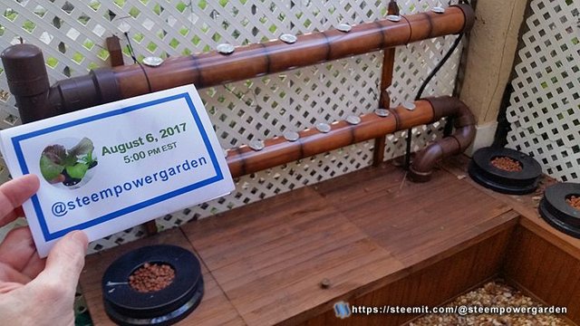 Front-Hydrogarden-7-SteemPowerGarden.jpg