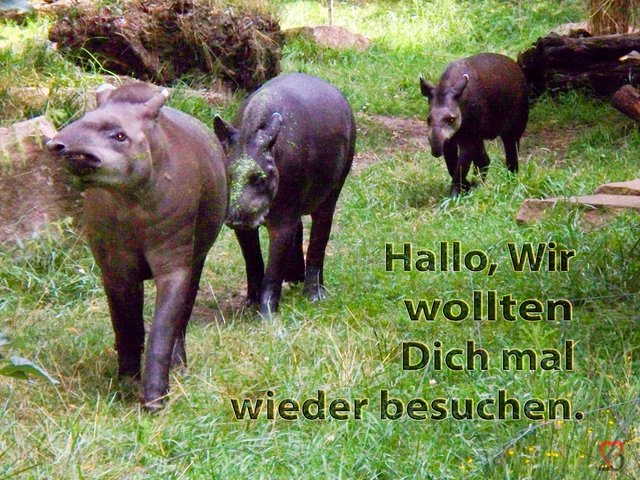 tapirbesuchen-xl.jpg