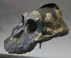 Australopithecus aethiopicus.jpg