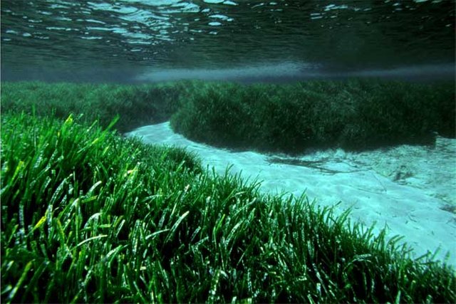 praderas-posidonia-oceanica.jpg