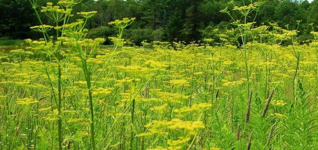 wild-parsnip-720x340-720x340.jpg