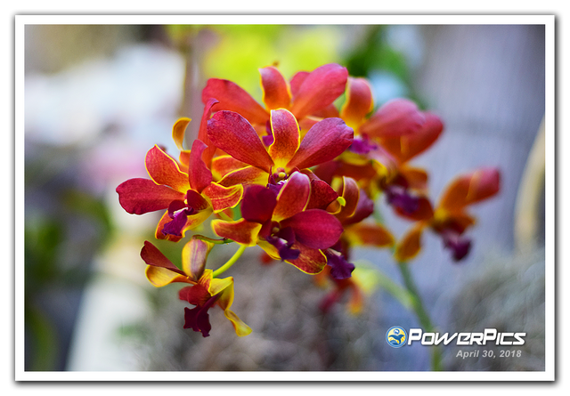 Orchids-02-PowerPics.png