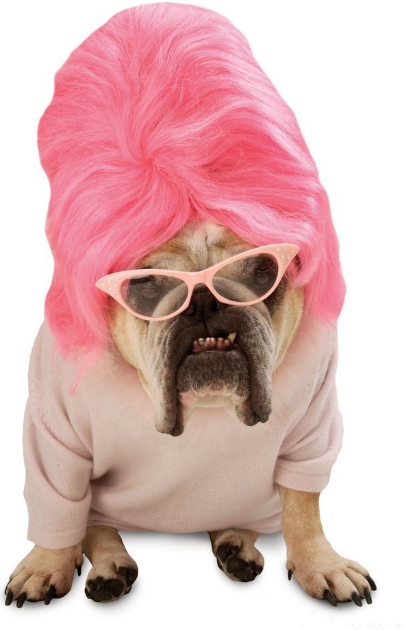 Betty-The-Pink-Haired-Receptionist-Dog.jpg