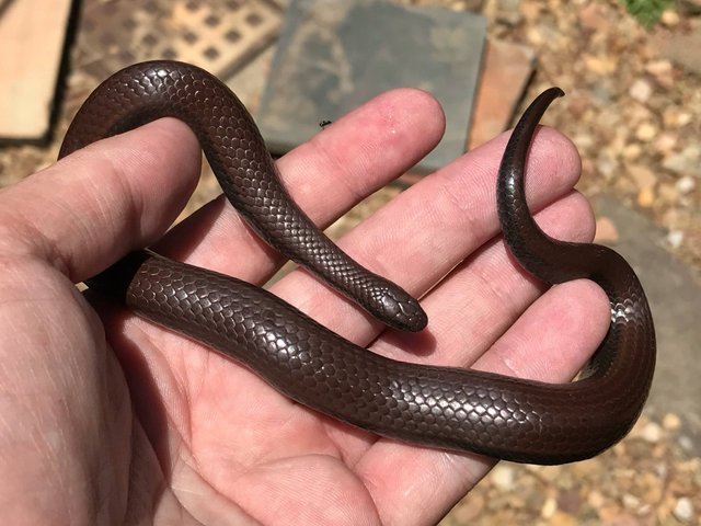 20170114-common-slug-eater-rescued-near-plattekloof-cape-town-western-cape-04.jpg