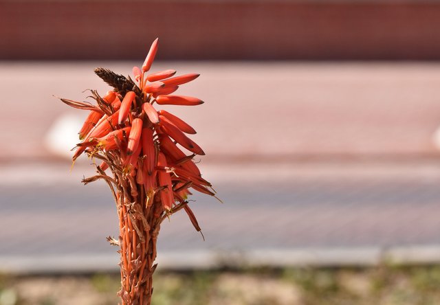 red aloe flower 1.jpg