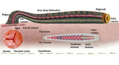 sülük-nasıl-kullanılır.jpg