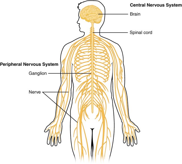 1201_Overview_of_Nervous_System.jpg