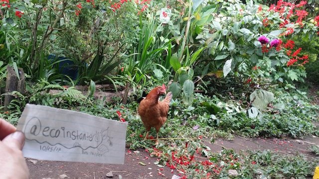 gallina y planta2.jpg