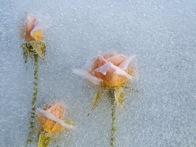 frozenflowers.ORIGINAL-035.jpg