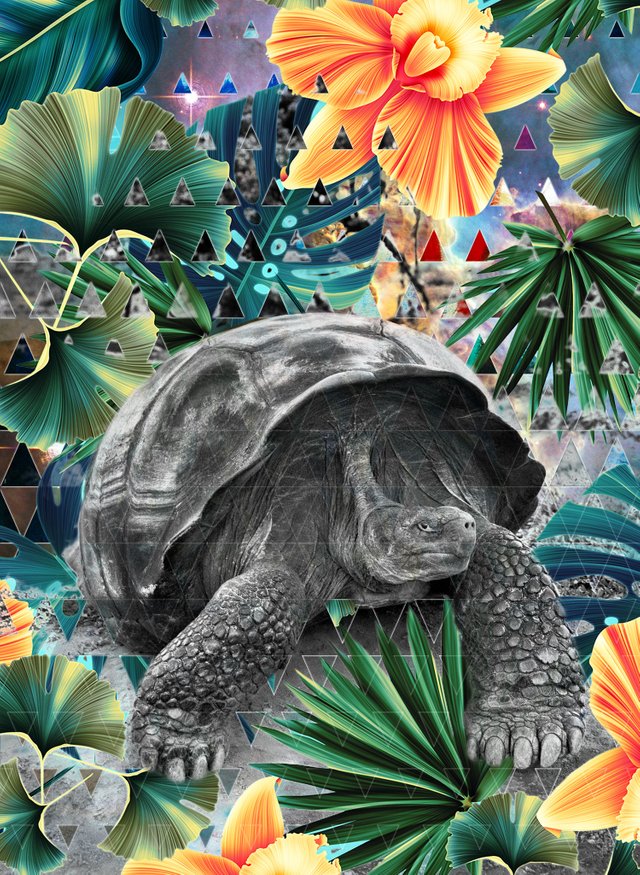 Salgado-tortoise.jpg