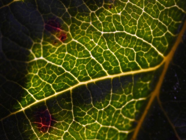 20349573103 - medlar leaf veins backlit in the spring sunshine.jpg