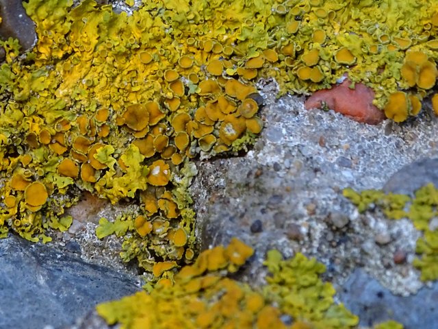 yellowlichen2.JPG