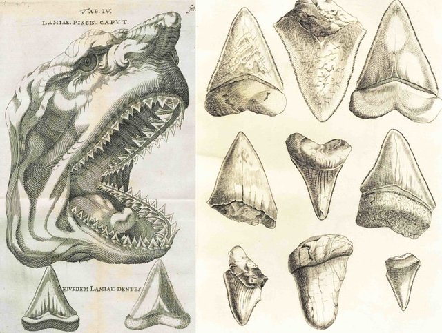 imagenes para la colorear del megalodon.jpg