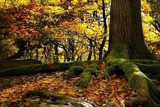 roots-2912879__340.jpg