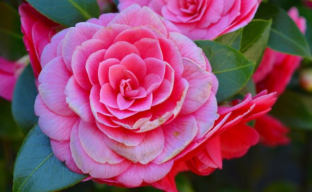 camellia-2182851_960_720.jpg