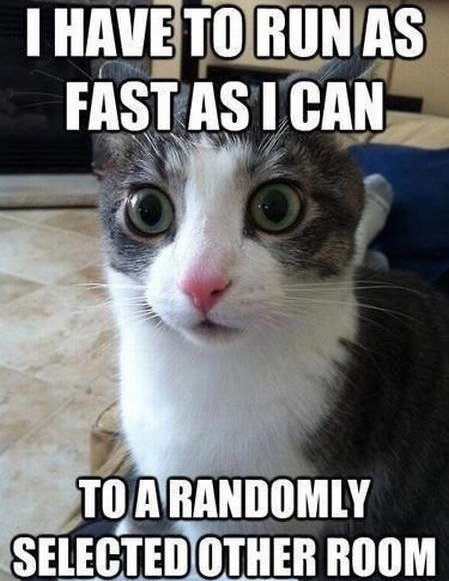 01_FUNNY-CAT-MEME.jpg