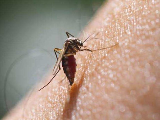 mosquitoes-malaria-dengue_650x488_81438087576.jpg