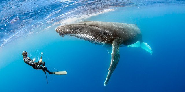 whales_tonga_cover.jpg