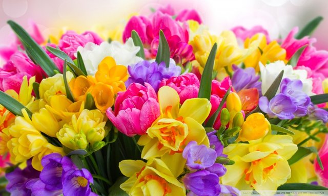 beautiful_spring_flowers_2-wallpaper-800x480.jpg