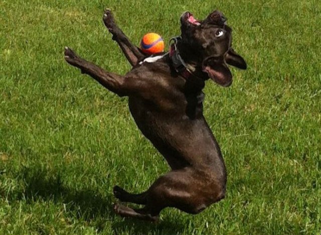 perros-patosos-bulldog-frances-tratando-de-atrapar-una-pelota-en-el-aire.jpg