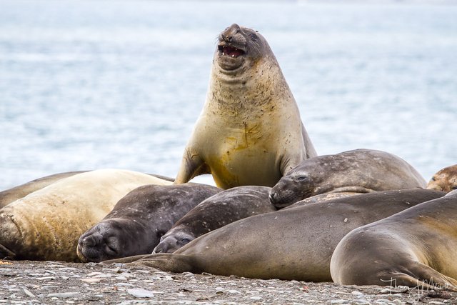 elephant seal-1.jpg