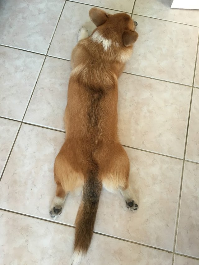 sploot3.JPG