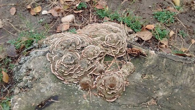 turkey tail 003.jpg