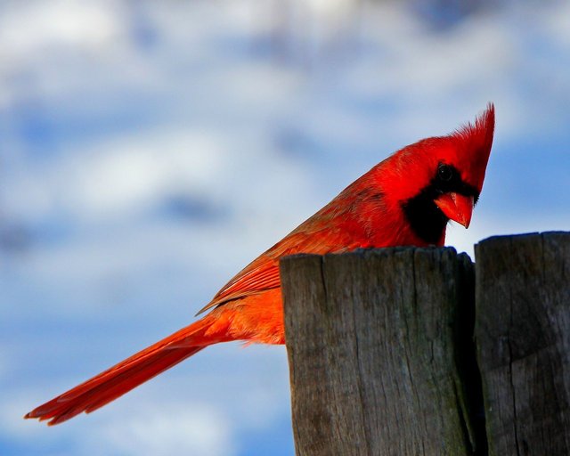 male-cardinal-winter-post.jpg