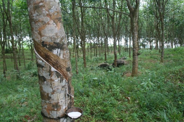 Rubber-Plantations-e1439546808610.jpg