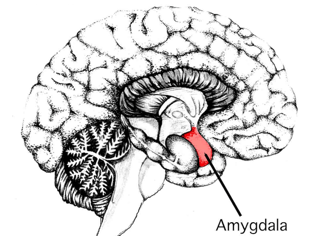 cbd-for-frustration-and-anger-amygdala.png