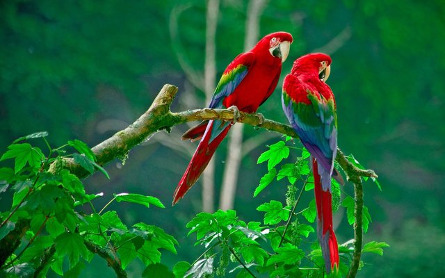 A-Beautiful-Couple-of-Lorikeet-Birds-Wallpaper-Hd-1920x1200.jpg