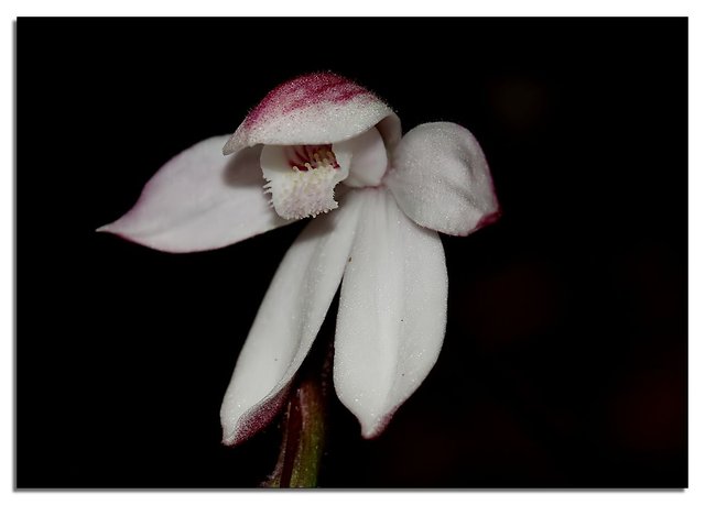 Orchid Fern_Glade.jpg