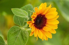 sun+flower.jpg