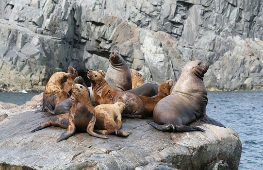 Sea-Lions-Harem-Coast-Cleaver-Rookery-Sea-stones-2517572-.jpg