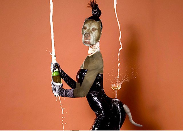 Pittie the Fools Cover Photo 2.jpg
