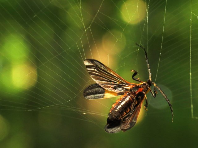 Lycid_Caught_in_Spider_Web_-_Flickr_-_treegrow.jpg