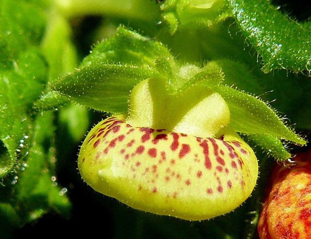 Calceolaria baby.jpg