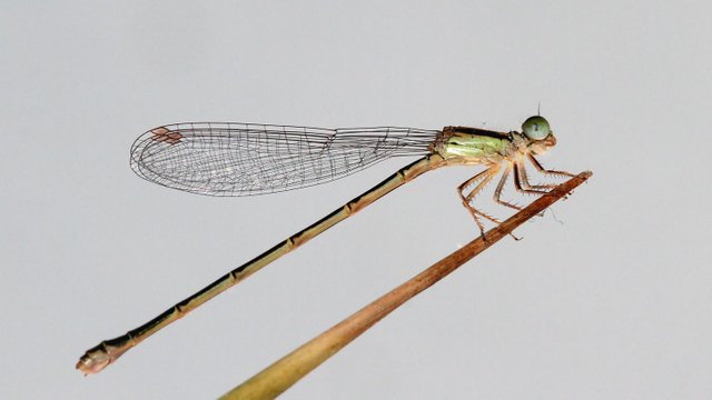 Coenagrionidae Ischnura aurora Aurora Bluetail female BY Tas n2.jpg