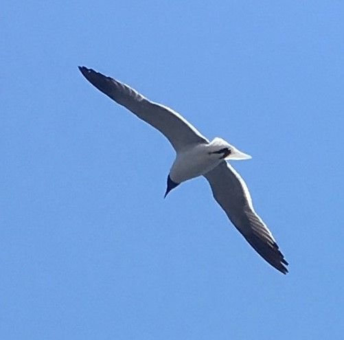Seaguls Flying close to the balcony.jpg