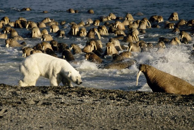 polar-bears_walrus.jpeg