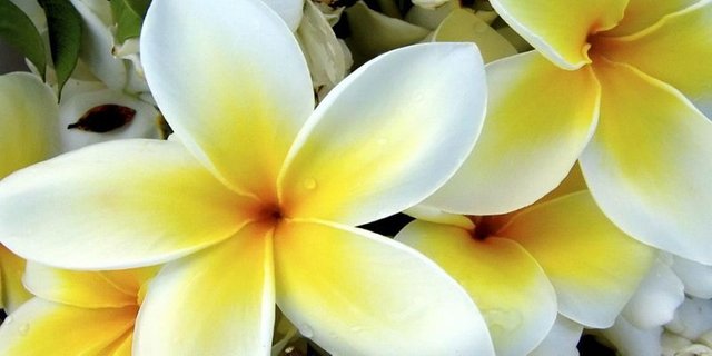 White-Yellow-Flowers.jpg.cf.jpg