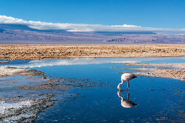 san_pedro_lake_chaxa_andean_flamingo_reduced1.jpg