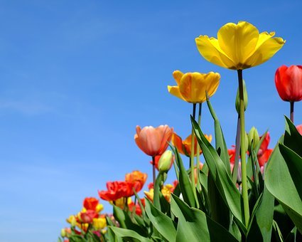 tulips-3064919__340.jpg