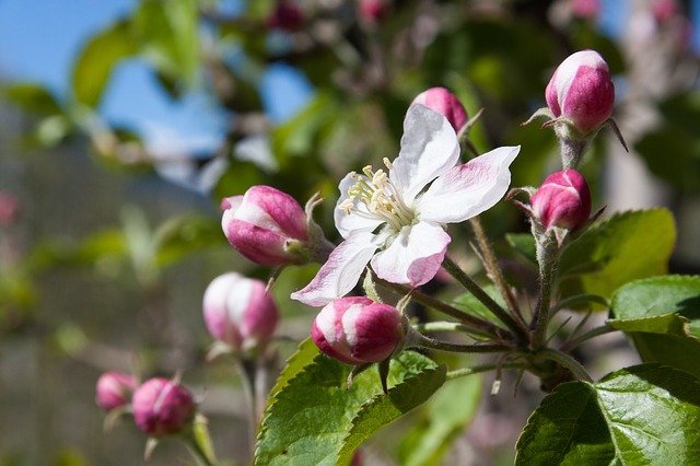 apple-blossom-2267684_640.jpg