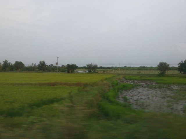 green rice field20.jpg