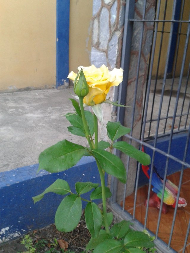 ESTA ROSA.jpg