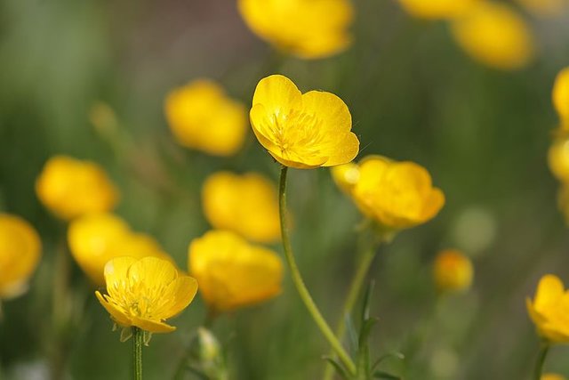 buttercup-3355823__480.jpg