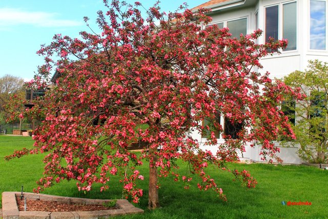 Indian Magic Flowering Crabapple IM-M5-0062.JPG