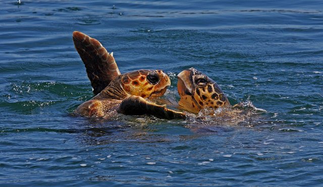 Sea_turtles_Caretta_caretta.jpg